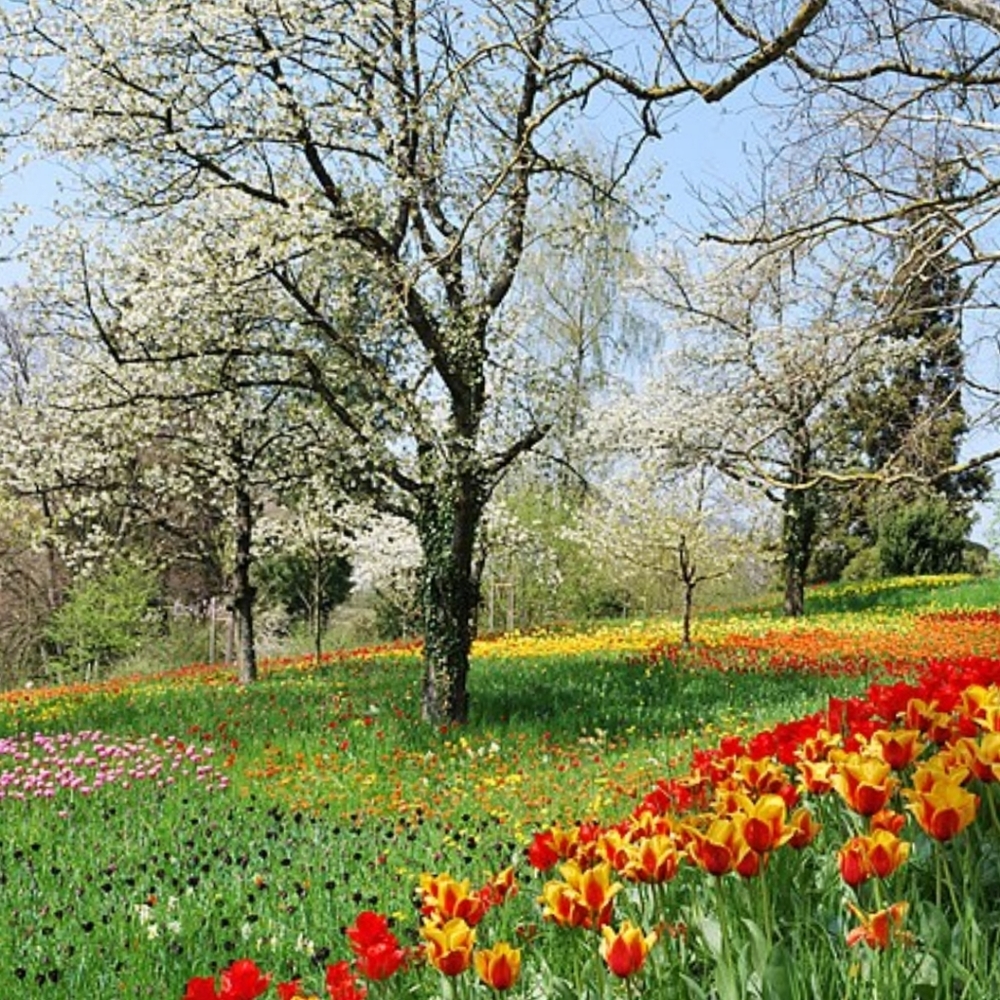 It's Spring!!! 🌷🌻 Yahoo!! - Picture 5 of 5